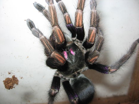 ultramarinus