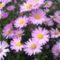 Aster