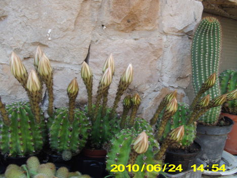 kaktuszok I
