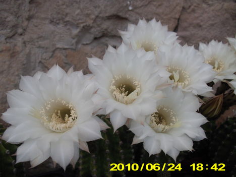 kaktuszok II