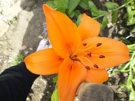2010. Amarílis