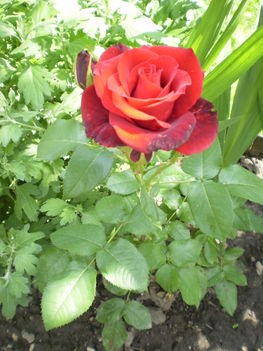 2010. Egy szál vörös rózsa