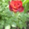 2010. Egy szál vörös rózsa