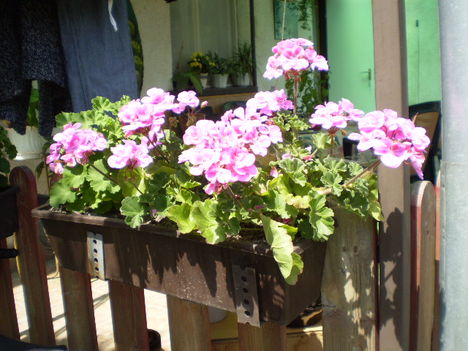 2010. Muskátli