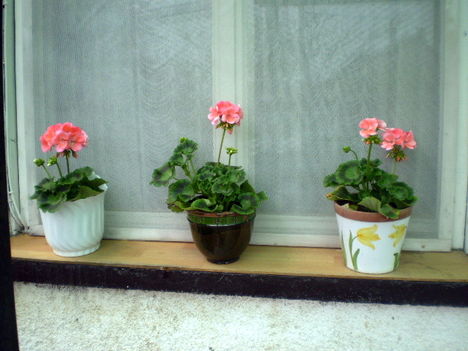 2010. Muskátlik az ablakban