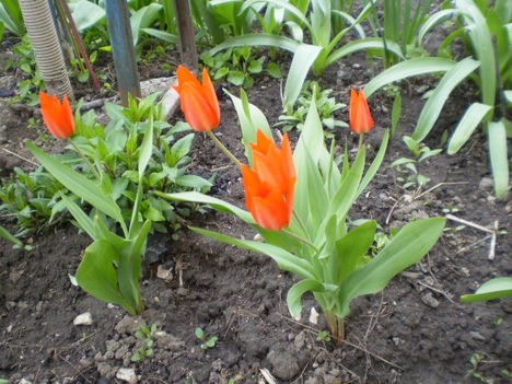 2010. Piros tulipán