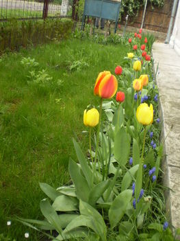 2010. Tulipánok