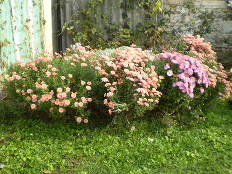 Krizantémok 2010