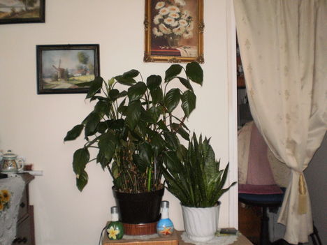 sansavieria és aglaonema