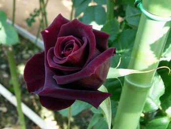 black-baccara-rose