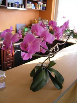 phalaenopsis