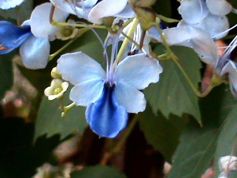 Kék pillangóvirág/Clerodendrum Ugandese/