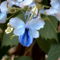 Kék pillangóvirág/Clerodendrum Ugandese/
