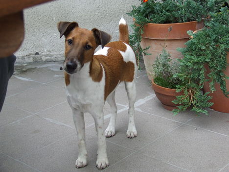 szuzi terasz 008