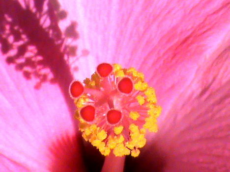 Hibiszkusz porzók és a bibe