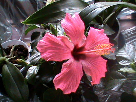 Hibiszkusz sötét rózsaszín