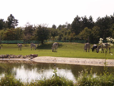 legelésző zebrák