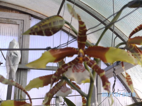 orchideák 102