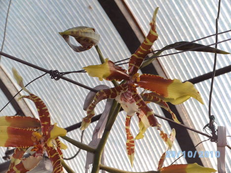 orchideák 103