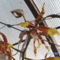 orchideák 103