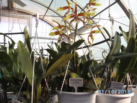 orchideák 106