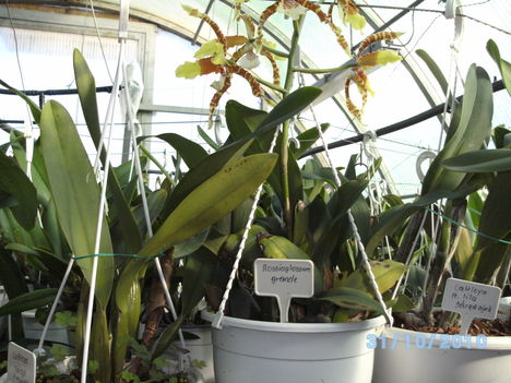 orchideák 107