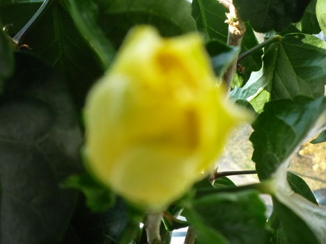VÉGRE KINYÍLT A SÁRGA HIBISCUS 1