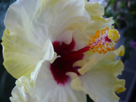 VÉGRE KINYÍLT A SÁRGA HIBISCUS 3