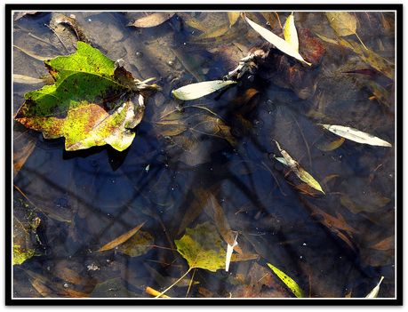 Levelek  a  vízben,  őszi  hangulat....
