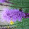 Liatris