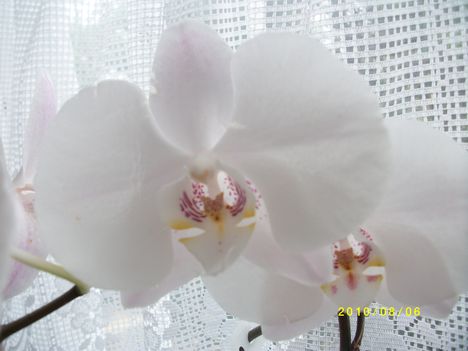 orchidea