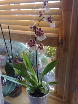 Miltonia