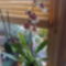Miltonia