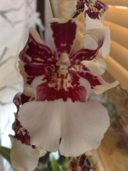 Miltonia közelről