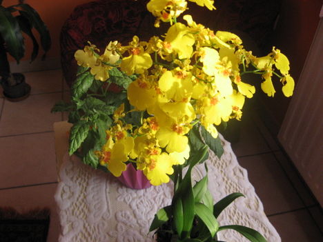 Oncidium