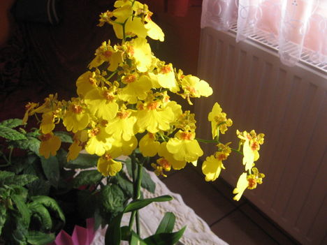 Oncidium