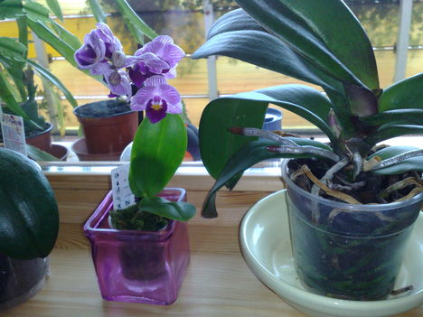 Phalaenopsis,  ciklámen, csíkos, mini 