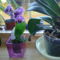Phalaenopsis,  ciklámen, csíkos, mini 