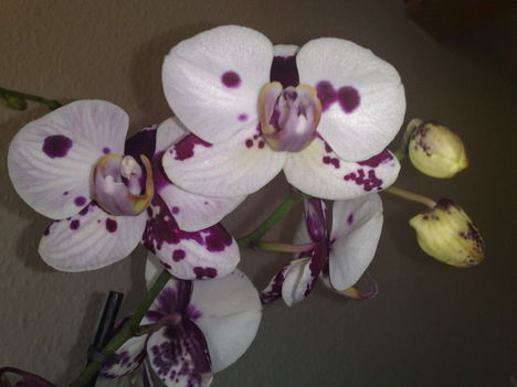 Phalaenopsis, boci