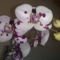 Phalaenopsis, boci