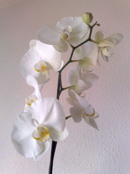 Phalaenopsis, fehér