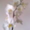 Phalaenopsis, fehér