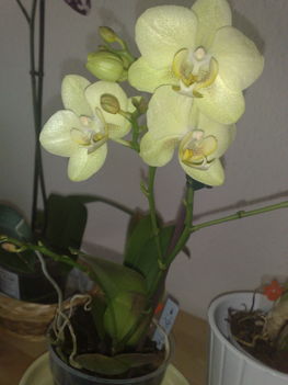 Phalaenopsis, halványsárga