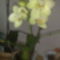 Phalaenopsis, halványsárga