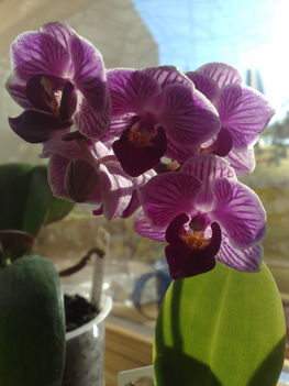Phalaenopsis, mini virágja közelről