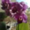 Phalaenopsis, mini virágja közelről