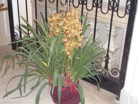 Cymbidium