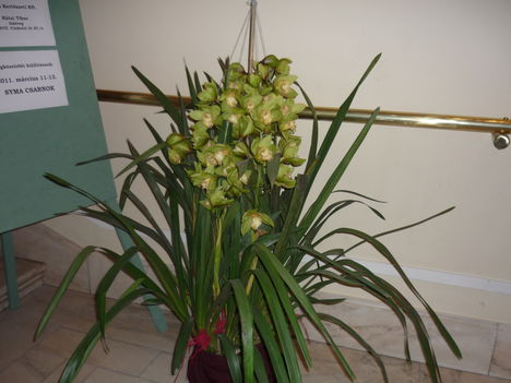 Cymbidium