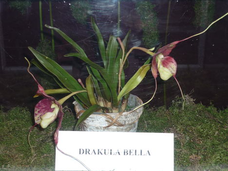Dracula Bella