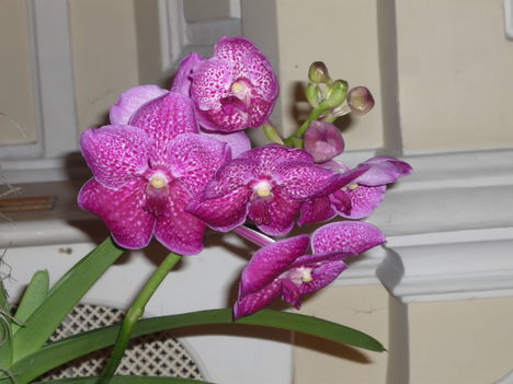 Vanda